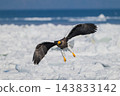 Drift ice and white-tailed eagles/Steller's sea eagles in Shiretoko, Hokkaido Drift ice and white-tailed eagles/Steller's sea eagles in Shiretoko, Hokkaido 143833142
