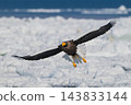 Drift ice and white-tailed eagles/Steller's sea eagles in Shiretoko, Hokkaido Drift ice and white-tailed eagles/Steller's sea eagles in Shiretoko, Hokkaido 143833144