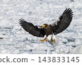Drift ice and white-tailed eagles/Steller's sea eagles in Shiretoko, Hokkaido Drift ice and white-tailed eagles/Steller's sea eagles in Shiretoko, Hokkaido 143833145