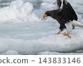 Drift ice and white-tailed eagles/Steller's sea eagles in Shiretoko, Hokkaido Drift ice and white-tailed eagles/Steller's sea eagles in Shiretoko, Hokkaido 143833146