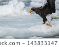 Drift ice and white-tailed eagles/Steller's sea eagles in Shiretoko, Hokkaido Drift ice and white-tailed eagles/Steller's sea eagles in Shiretoko, Hokkaido 143833147