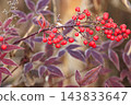 冬季森林景觀：南天竹的紅色漿果和葉子。 143833647