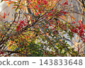 冬季森林景觀：南天竹的紅色漿果和秋葉。 143833648