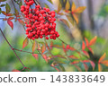 冬季森林景觀：南天竹的紅色漿果和秋葉。 143833649
