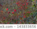 菝葜和南天竹的紅色漿果為冬天的森林增添了色彩。 143833656