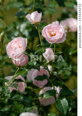 秋季玫瑰“Marieta”，中之條花園 143834259