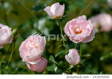 秋季玫瑰“Marieta”，中之條花園 143834260