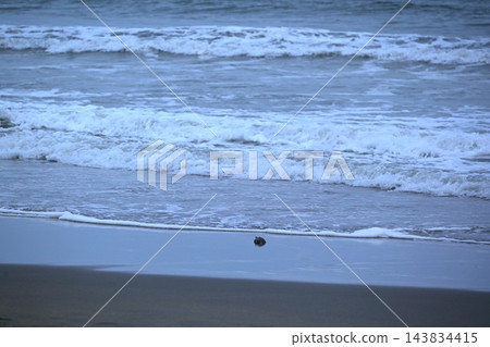 千葉縣釣崎海灘上的小海龜 千葉縣釣崎海灘上的小海龜 143834415