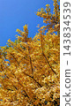 Yellow leaves shining in the blue sky 143834539