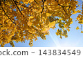 Autumn leaves ginkgo 143834549