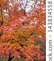Momiji who changed leaves 143834558