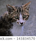 Cat stray cat 143834570