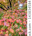The colorful hues of autumn-colored maple leaves 143834584
