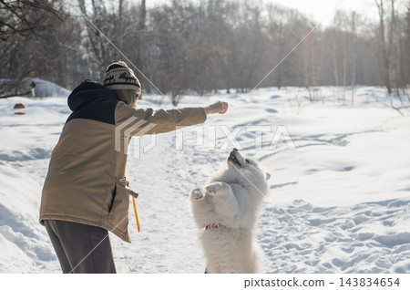 Young woman walking with fluffy samoyed dog in snowy winter park. Young woman walking with fluffy samoyed dog in snowy winter park. 143834654