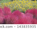 Autumn leaves Kokia 143835935