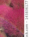 Autumn leaves Kokia 143836177