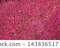 Autumn leaves Kokia 143836517