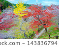 Winter cherry blossoms during the autumn foliage season Winter cherry blossoms during the autumn foliage season 143836794