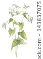 Two buckwheat flowers painted in watercolor. 143837075