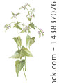 Two buckwheat flowers painted in watercolor. 143837076