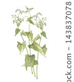 Three buckwheat flowers painted in watercolor. 143837078