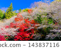 Colorful autumn leaves and seasonal cherry blossoms Colorful autumn leaves and seasonal cherry blossoms 143837116