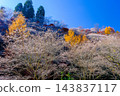 Mountains with yellowing leaves and cherry blossoms of the four seasons Mountains with yellowing leaves and cherry blossoms of the four seasons 143837117