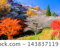 Vibrant autumn leaves and seasonal cherry blossoms Vibrant autumn leaves and seasonal cherry blossoms 143837119