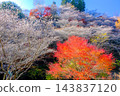 Autumn foliage trees and four-season cherry blossoms Autumn foliage trees and four-season cherry blossoms 143837120