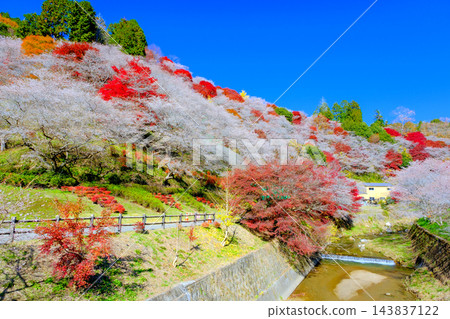 櫻花盛開,河流蜿蜒的風景。 櫻花盛開,河流蜿蜒的風景。 143837122