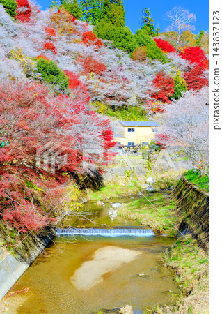 櫻花與河流的風景(豎圖) 櫻花與河流的風景(豎圖) 143837123