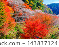 Autumn foliage trees and four-season cherry blossoms Autumn foliage trees and four-season cherry blossoms 143837124