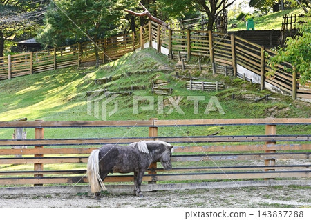 小牧市綜合公園市民四季森林兒童動物村 小牧市綜合公園市民四季森林兒童動物村 143837288