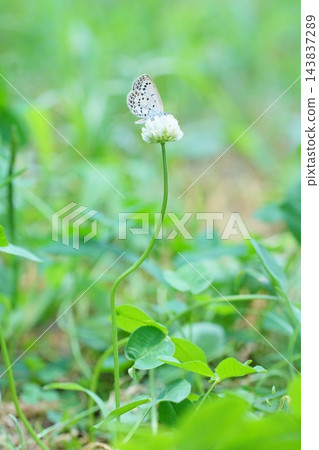 蝴蝶在白三葉草上吸食花蜜 蝴蝶在白三葉草上吸食花蜜 143837289
