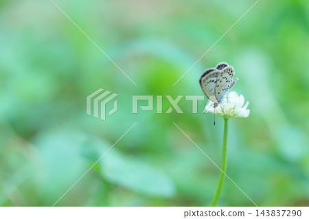 一隻小蝴蝶停在白色的三葉草花上。 143837290