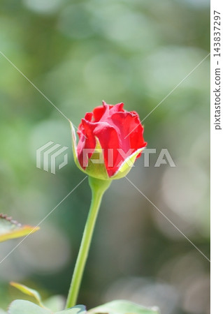 一朵紅玫瑰 143837297