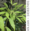 New leaves of willow-leaved holly mahonia covered in raindrops 143837491