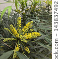 The flowers of the willow-leaved holly mahonia have begun to bloom. 143837492