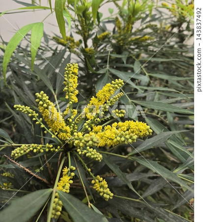 柳葉十大功勞的花朵已經開始綻放。 柳葉十大功勞的花朵已經開始綻放。 143837492