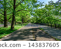 Sendai, the City of Trees: Fresh greenery in Nishi Park 143837605