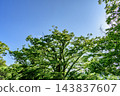 Sendai, the City of Trees: Fresh greenery in Nishi Park 143837607