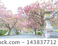 在滋賀縣長濱市通往伊賀神社的路上，重瓣櫻花盛開。 143837712