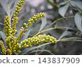 Willow-leaved holly mahonia buds 143837909