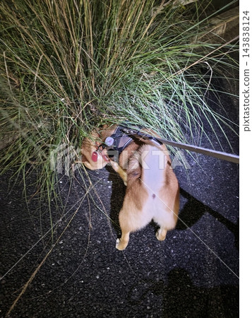 一隻柴犬在散步時興奮地嗅著草地。 一隻柴犬在散步時興奮地嗅著草地。 143838124