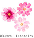 波斯菊，一種秋季花卉、植物，水彩插圖。 143838175
