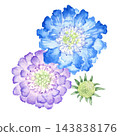 藍盆花（日本藍盆花），秋季花卉、植物，水彩插圖。 143838176