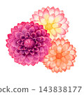 大麗花，秋季花卉，植物，水彩插圖。 143838177