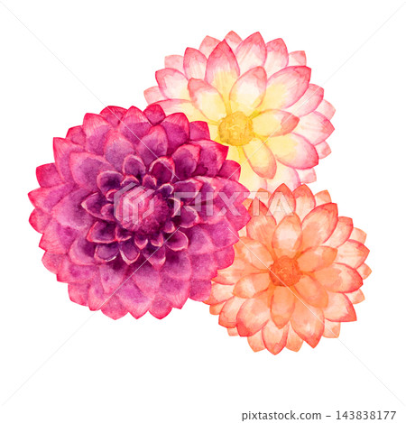 大麗花，秋季花卉，植物，水彩插圖。 143838177