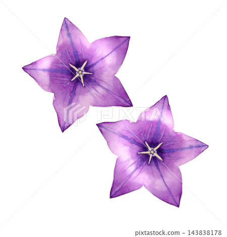 Balloon flower, autumn flower, plant, watercolor illustration 143838178