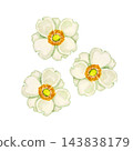 日本銀蓮花，秋季花卉，植物，水彩插圖 143838179